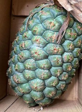 假菠萝野勒古子交古果露兜草果中草药帕梯罗金堆山菠萝有干货