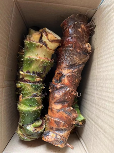 阳春天河水刺芋新鲜现挖勒藕慈茹刺莲藕清热祛湿秋冬滋润汤簕茨菇