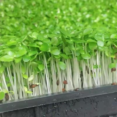 新鲜香椿苗现采蔬菜芽苗菜香椿芽冷艺摆盘装饰新鲜蔬菜现摘蔬菜