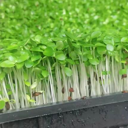 新鲜香椿苗现采蔬菜芽苗菜香椿芽冷艺摆盘装饰新鲜蔬菜现摘蔬菜