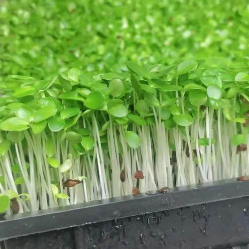 新鲜香椿苗现采蔬菜芽苗菜香椿芽冷艺摆盘装饰新鲜蔬菜现摘蔬菜