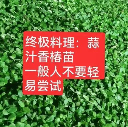 现采现发顺丰包邮香椿苗香椿芽农户自种自销新鲜蔬菜芽苗菜