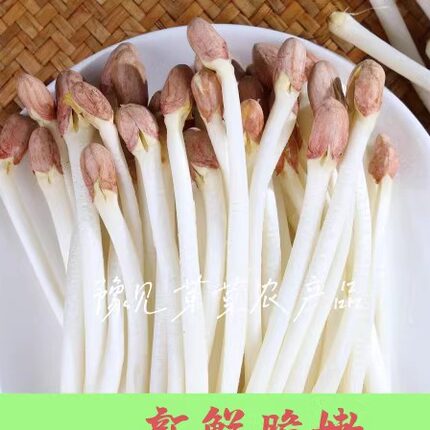 新鲜芽苗菜蔬菜花生芽长寿菜现采现发火锅酒店食材8斤