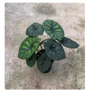 神盾海芋净化空气客厅阳台彩叶芋室内桌面白犀牛盆栽绿植