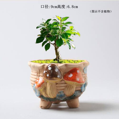 手绘素烧蘑菇可爱马卡龙花盆透气陶瓷花盆彩色带孔椭圆形多肉盆栽