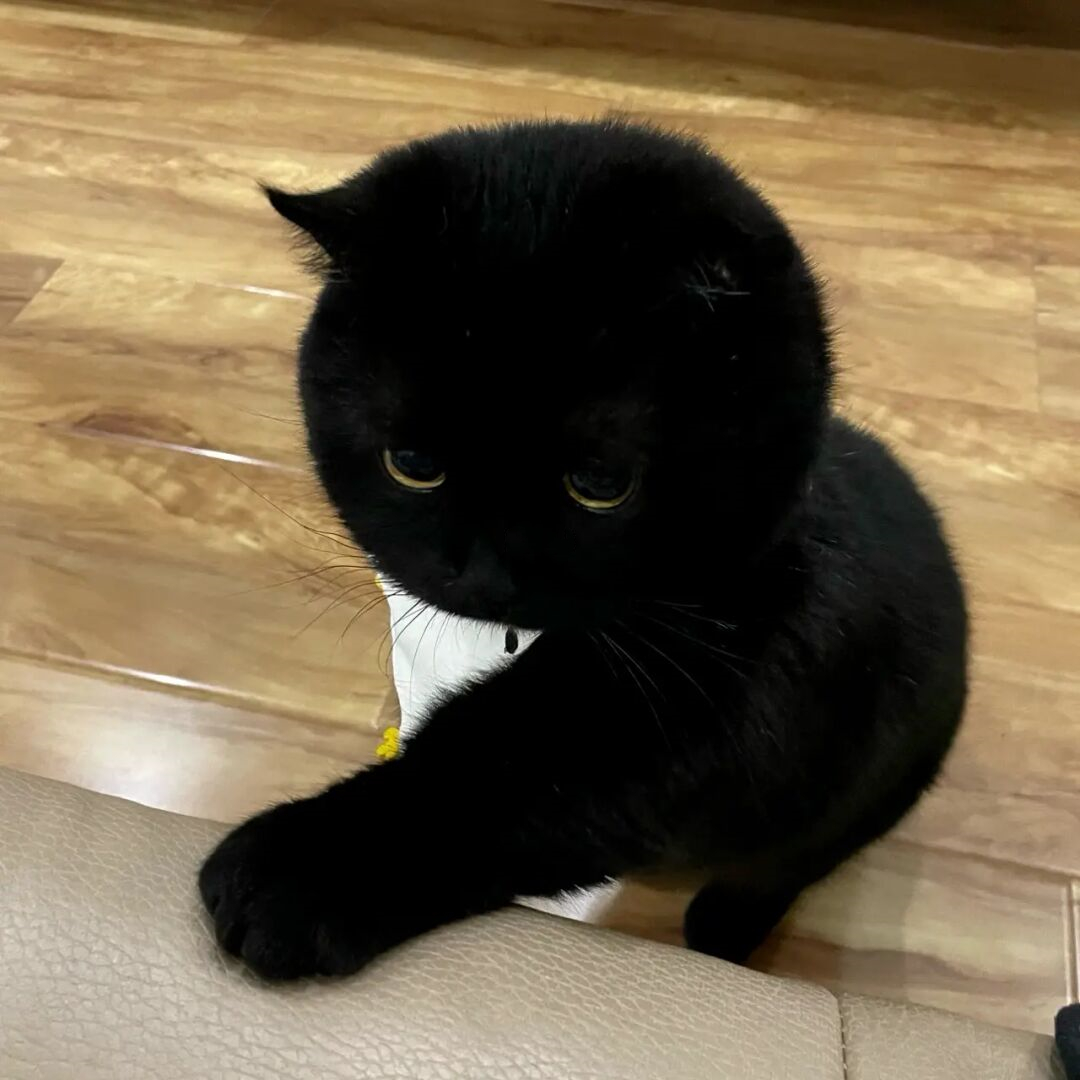 纯黑孟买猫中华田园猫黑猫玄猫黑煤球猫幼崽猫小奶猫活体英短猫咪