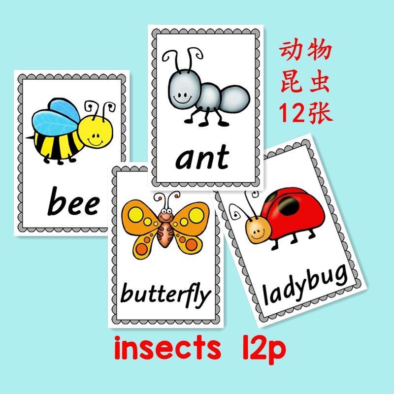英语单词闪卡片 昆虫动物 insects animals认知卡英语教师教具