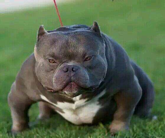 上海纯种恶霸犬柯基泰迪贵宾比熊博美阿拉斯加马尔济斯活体宠物狗