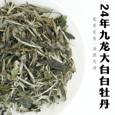 2024松溪九龙大白牡丹