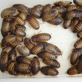 杜比亚蟑螂活体鸟类龙鱼大型鱼观赏鱼鲜活饲料大麦虫面包虫蟋蟀龟