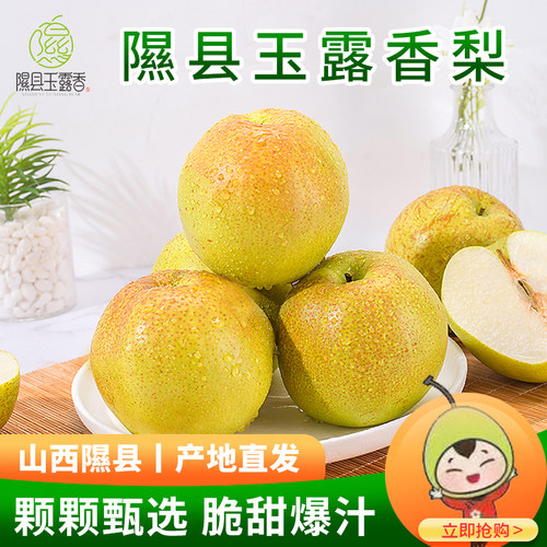 山西隰县玉露香梨产地直发