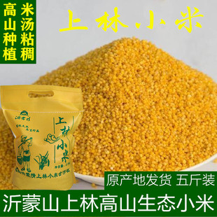 临朐上林小米春谷小米小米黄小米月子米2025年新米五斤小米