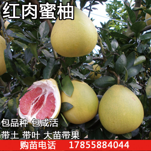 柚子叶盆栽价格 柚子叶盆栽图片 星期三 柚子叶盆栽价格 柚子叶盆栽图片 星期三