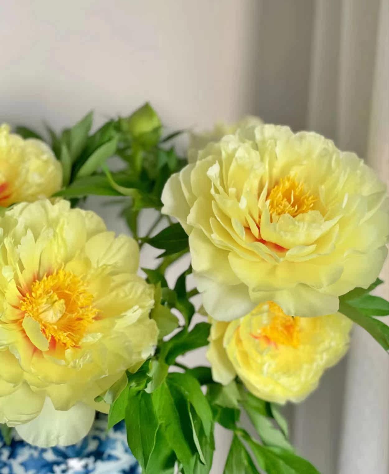 进口芭茨拉芍药山东牡丹芍药基地直发进口芭茨拉鲜花空运包邮