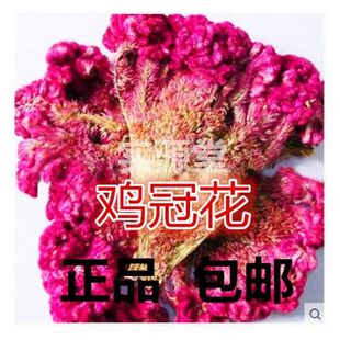 中药材鸡冠花 红鸡冠花自然晒干收敛另有白色鸡冠花正品500克包邮