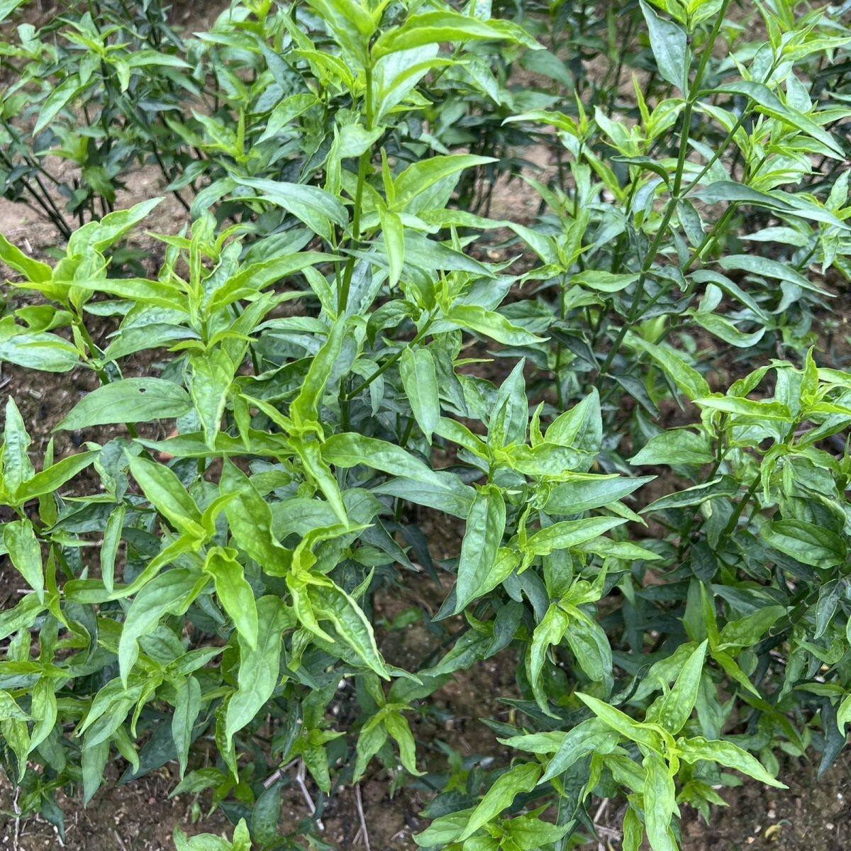 纯自然忧遁草干叶鳄嘴花黎王草0