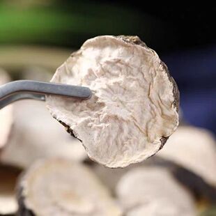 (伯乐果)地髓金、欢乐果、大山自然晒干无硫熏