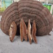 野生树舌灵芝平盖树舌灵芝片东北树舌灵芝木灵芝可切片粉