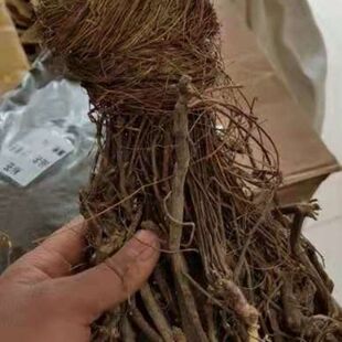 中药材整颗鸡骨草 带根鸡骨草 黄头草 大黄草根包邮广东汤料