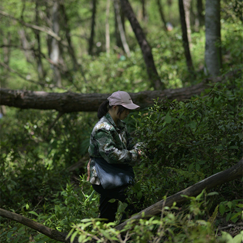 荒野祁门红茶2026年招军塔山场高山百年荒野有机认证头采镇店之宝