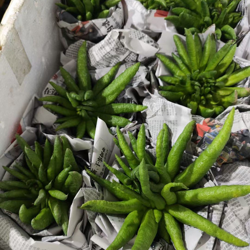 现摘现发正宗云南高山佛手新鲜佛手果佛手柑摆放食用清新空气