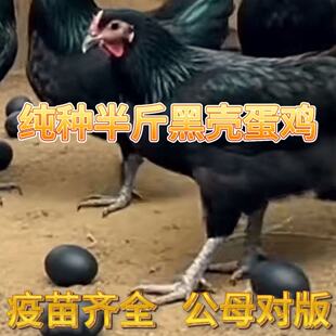 下黑壳蛋鸡活苗下黑壳蛋的鸡活苗黑鸡活苗土鸡活苗黑壳蛋小鸡活苗