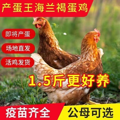 正宗走地鸡2只农家散养月子鸡