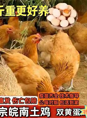 鸡活苗皖南土鸡活苗草鸡活苗小鸡活苗产蛋王鸡苗下蛋鸡活苗脱温苗