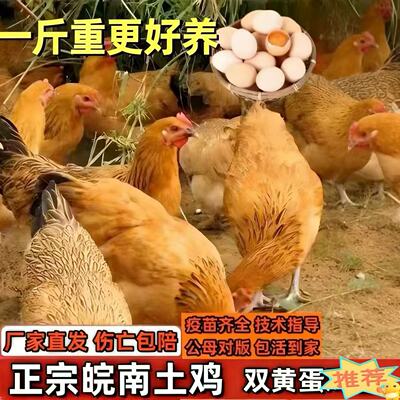 鸡活苗皖南土鸡活苗草鸡活苗小鸡活苗产蛋王鸡苗下蛋鸡活苗脱温苗