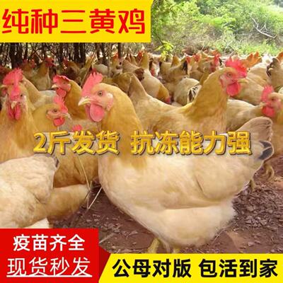 三黄土鸡下蛋鸡正宗2斤三黄鸡高产蛋鸡散养家鸡脱温鸡苗小鸡活苗