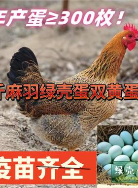 正宗散养2斤高产绿壳蛋鸡苗麻羽土鸡活苗小鸡活苗高产蛋鸡活苗