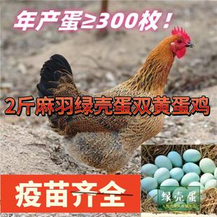 正宗散养2斤高产绿壳蛋鸡苗麻羽土鸡活苗小鸡活苗高产蛋鸡活苗