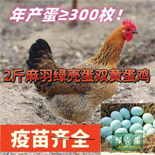 散养2斤左右麻羽母鸡土鸡