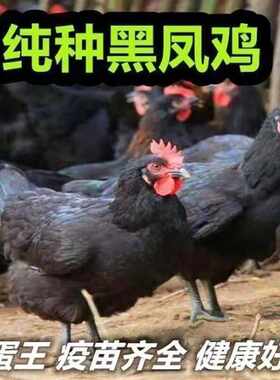 一斤纯种黑凤鸡活苗散养下蛋母鸡产蛋王黑凤小鸡活苗脱温土鸡活苗