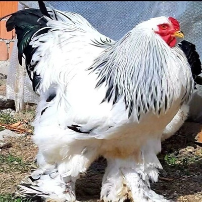 婆罗门鸡活苗纯种巨型婆罗门鸡活苗半斤脱温鸡仔大红袍种鸡苗脱温