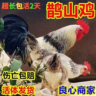 纯种鹊山鸡小鸡活苗高产蛋鸡仔活体宠物观赏鸡大种鸡苗半斤脱温鸡