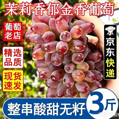 东北现摘茉莉香葡萄新鲜无籽香甜提子当季玫瑰香水果整箱包邮