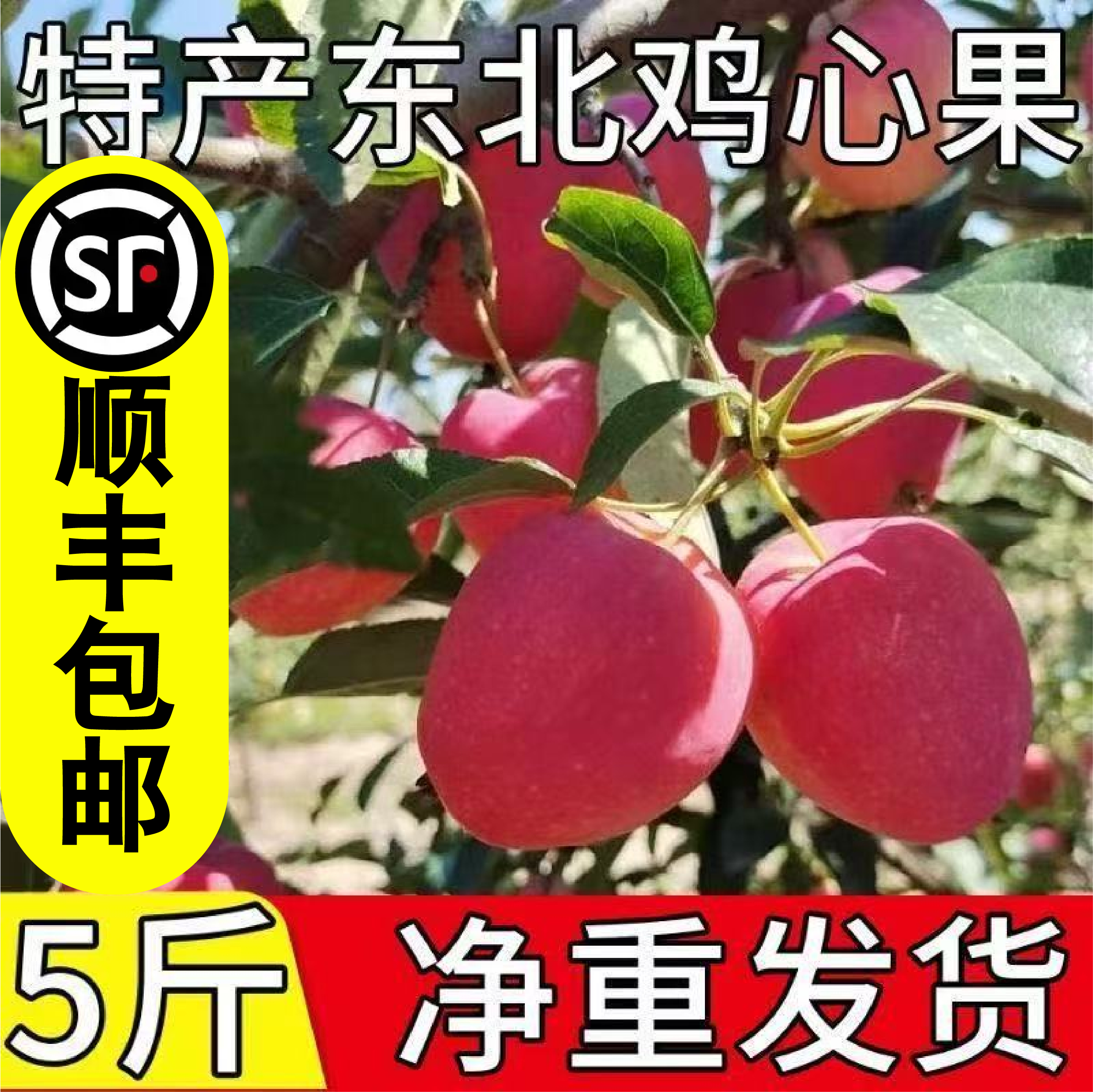 顺丰包邮东北鸡心果新鲜当季水果东北沙果小苹果锦绣海棠果新鲜甜