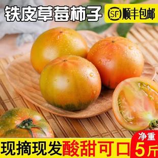 正宗丹东铁皮草莓柿子即食新鲜盘锦碱地自然熟绿腚西红柿水果番茄