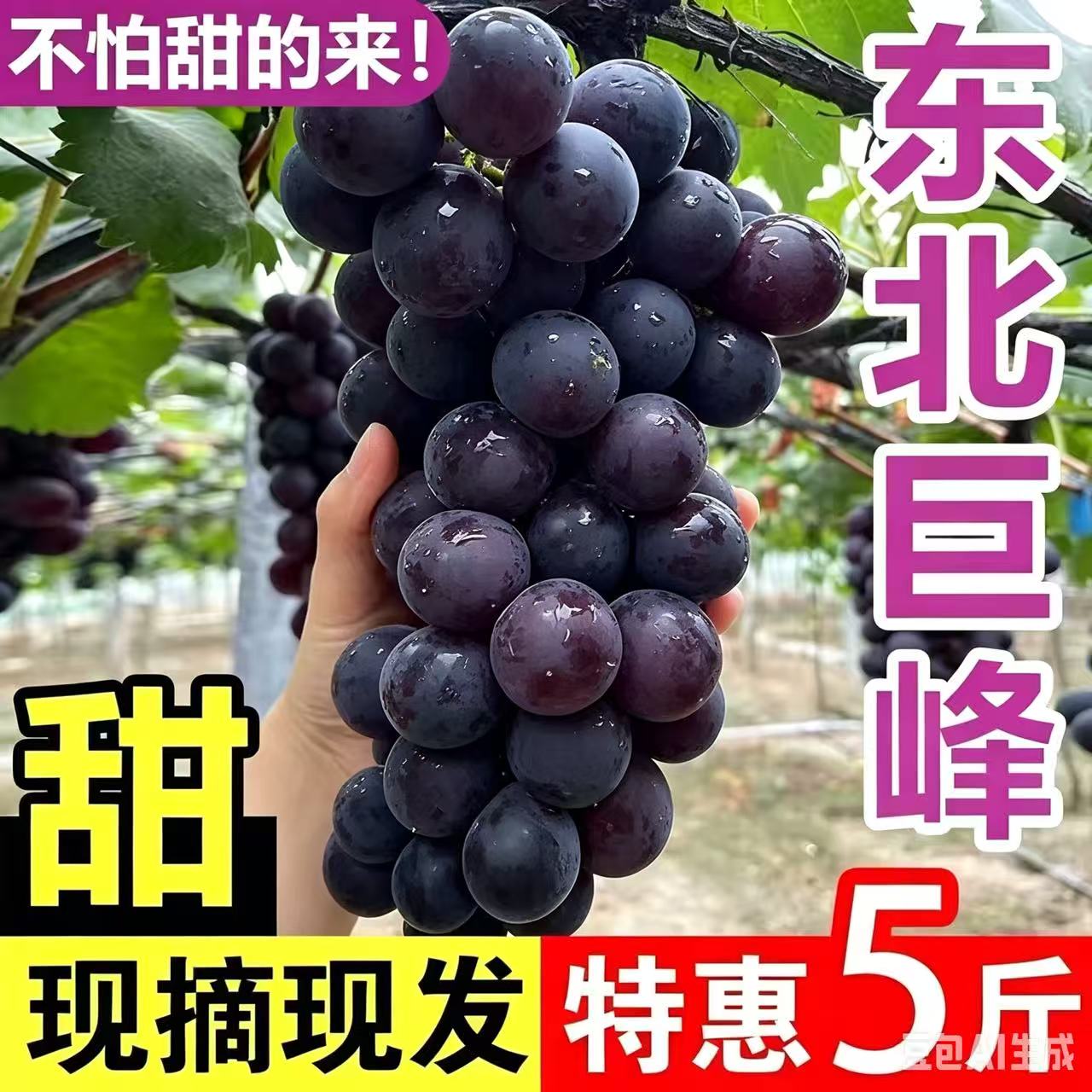 东北现摘大粒巨峰葡萄辽宁峰新鲜水果整箱当季大果孕妇