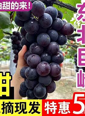 东北现摘大粒巨峰葡萄辽宁峰新鲜水果整箱当季大果孕妇