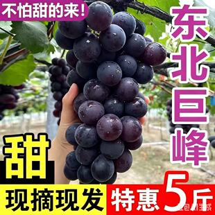 东北现摘大粒巨峰葡萄辽宁峰新鲜水果整箱当季大果孕妇
