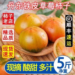 丹东铁皮草莓柿子即食新鲜盘锦碱地自然熟绿腚正宗西红柿水果番茄