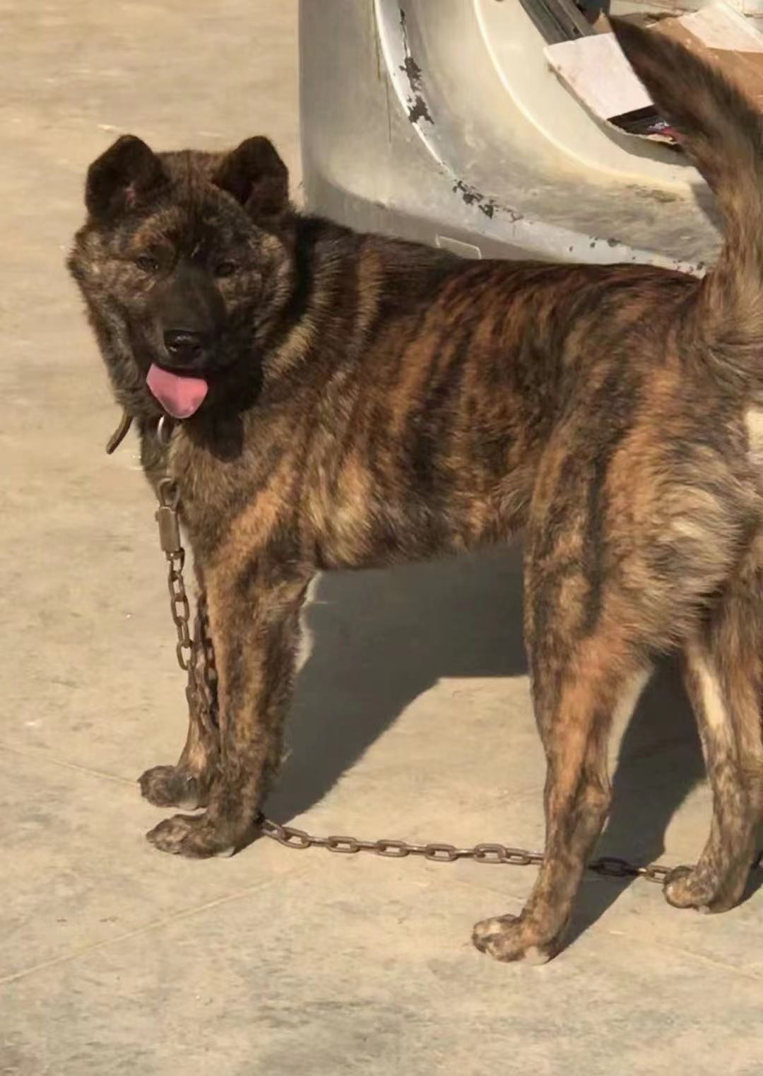 纯种中华田园犬广西土猎狗柴犬大头虎斑犬五黑狗幼犬宠物狗狗活体