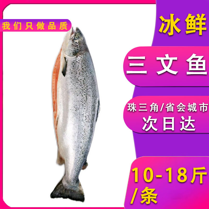 冰鲜挪威三文鱼新鲜大西洋鲑鱼刺身寿司料理食材供应海鲜水产鱼类