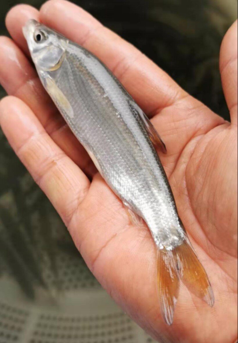 黄尾鲴 黄尾巴鱼苗 千岛湖   活体小型淡水小黄丝好养殖食用 包邮