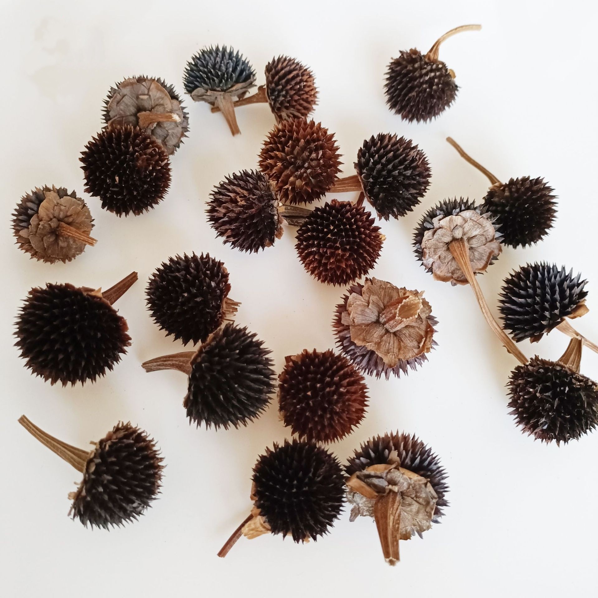 天然黑心菊原生态干花芯香薰材料