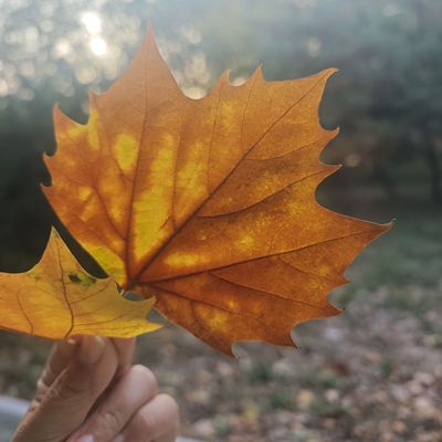 天然树叶梧桐叶落叶真树叶香樟树叶秋天拍摄道具橱窗装饰场地造景