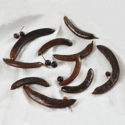 【皂荚果】植物果实果壳 豆荚 天然手工干花环相框玻璃罩制作材料