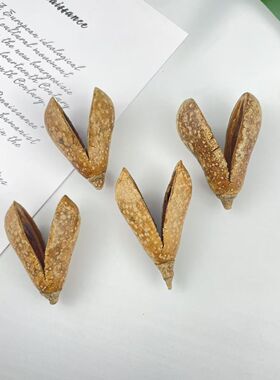 天然洋梨果进口干花装饰干果南美缸造景底床装饰手工动物小耳朵